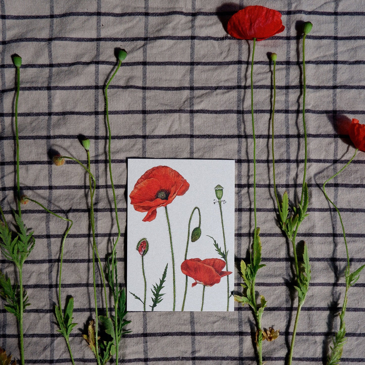 Aikona Illustration Grußkarte Mohnblüte