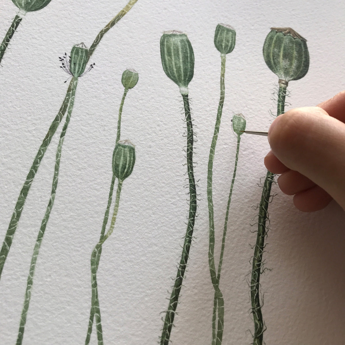 Aikona Illustration Grußkarte Mohnkapseln