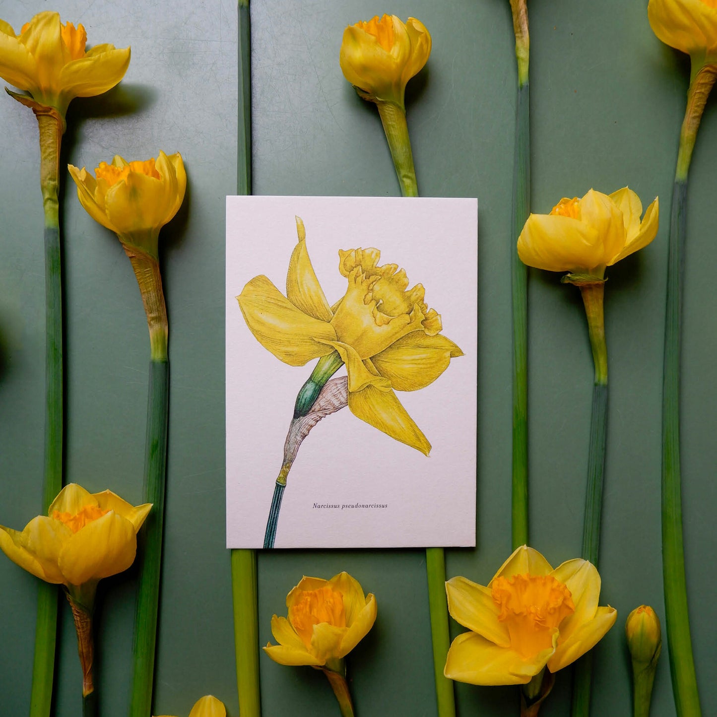 Aikona Illustration Grußkarte Osterglocke