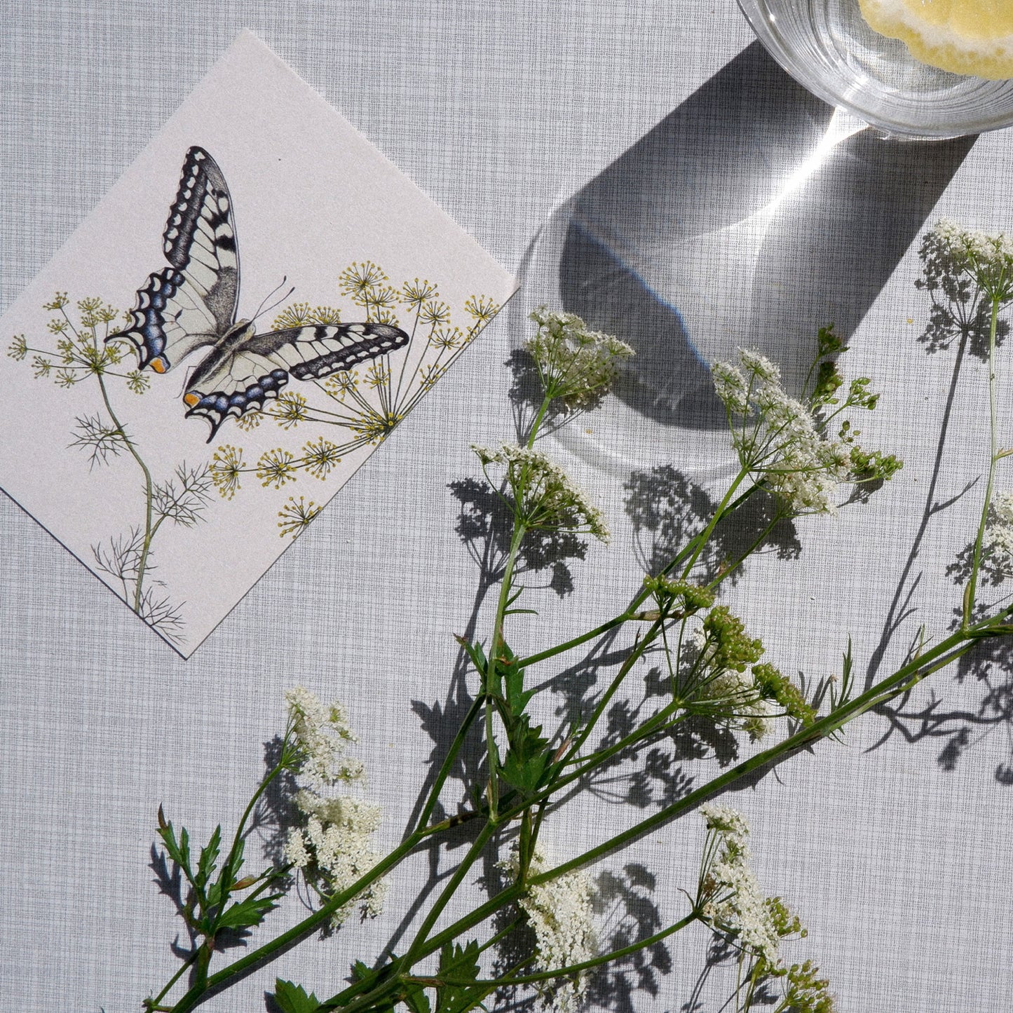 Aikona Illustration Grußkarte Schwalbenschwanz