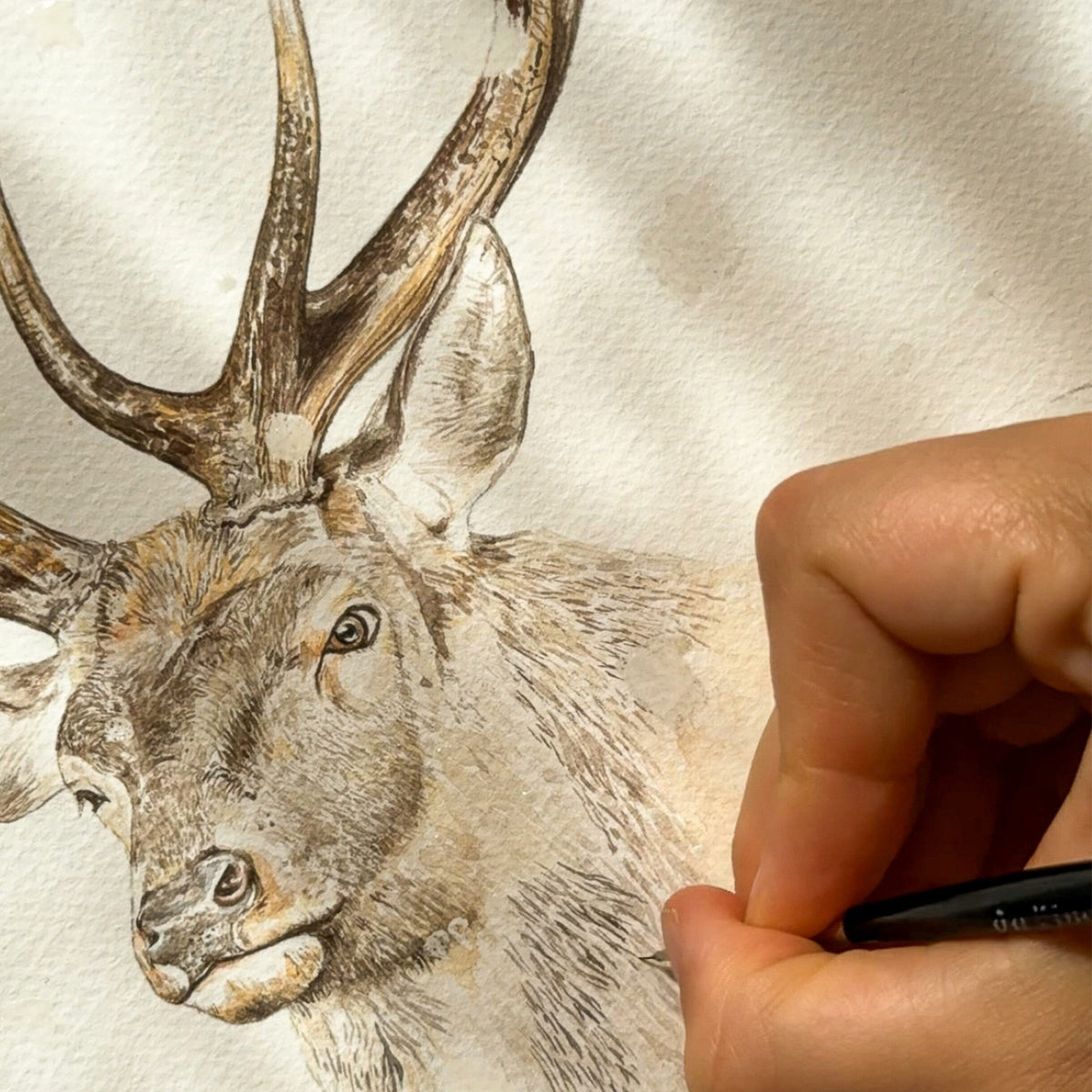 Aikona Illustration Grußkarte Hirsch