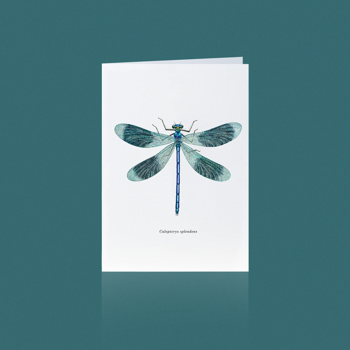 Aikona Illustration Klappkarte Libelle