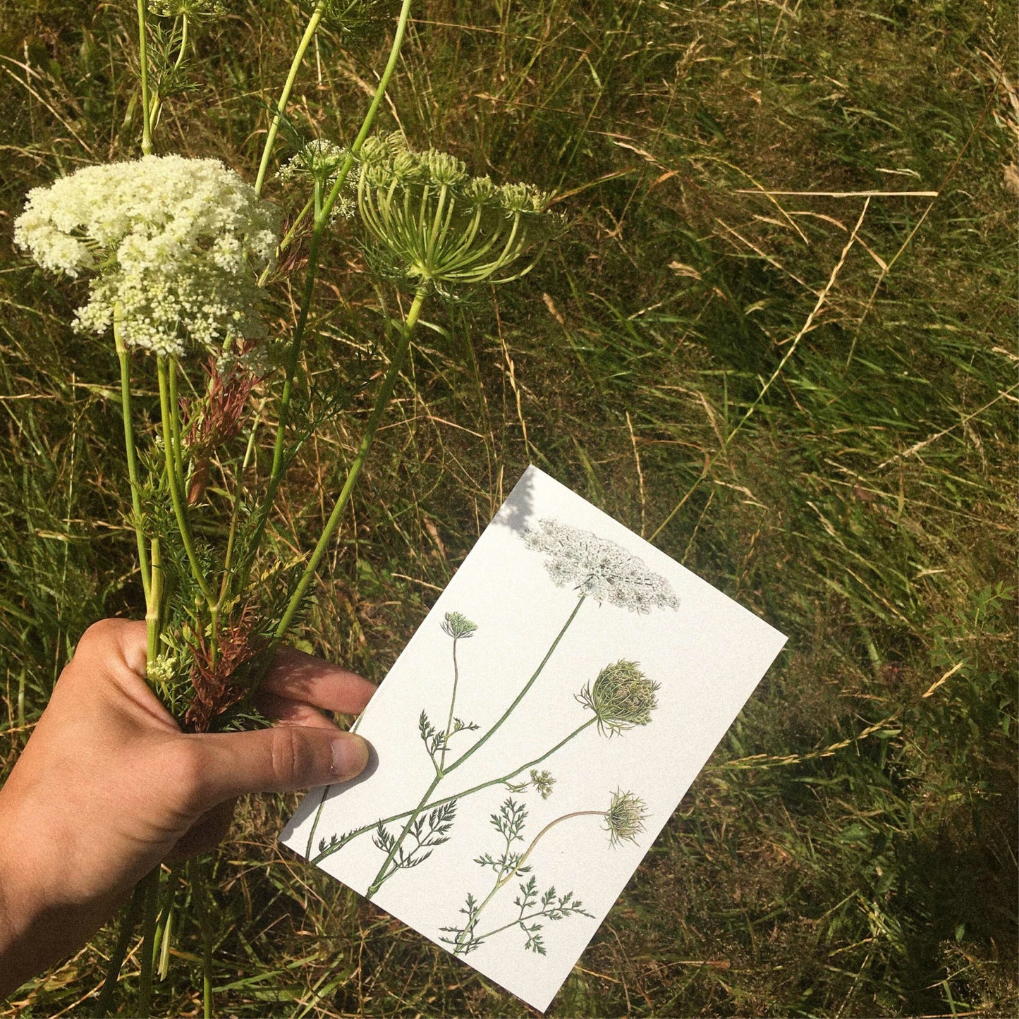 Aikona Illustration Klappkarte Wilde Möhre