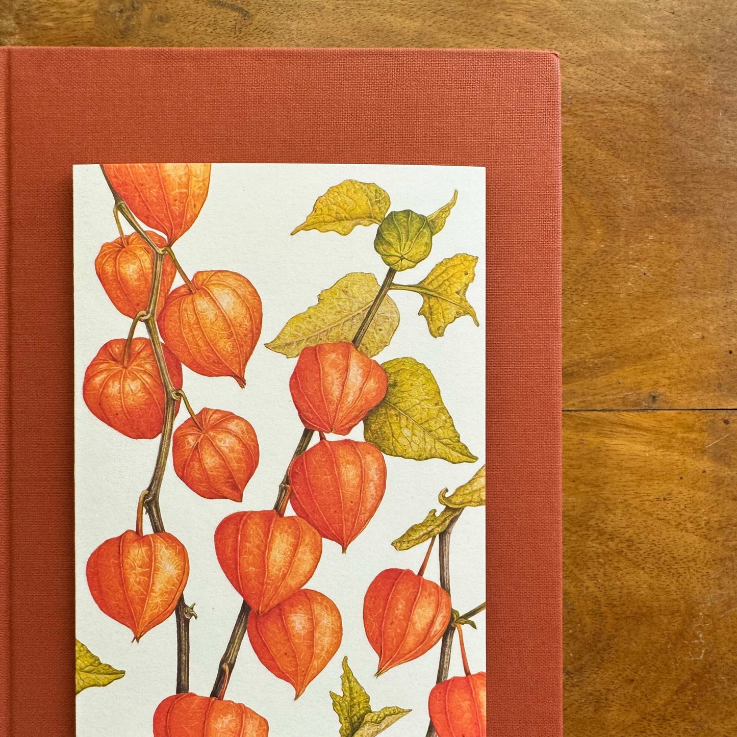 Aikona Illustration Klappkarte Lampionblume