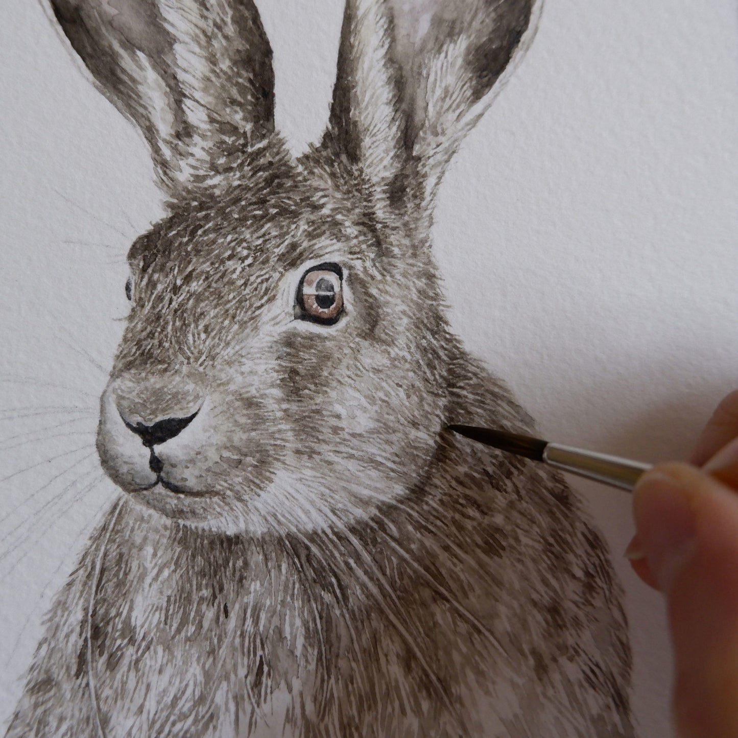 Aikona Illustration Grußkarte Feldhase