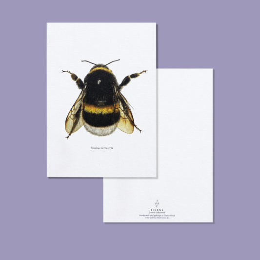 Aikona Illustration Grußkarte Hummel