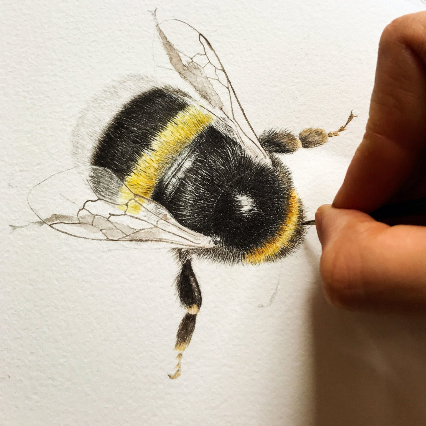 Aikona Illustration Grußkarte Hummel