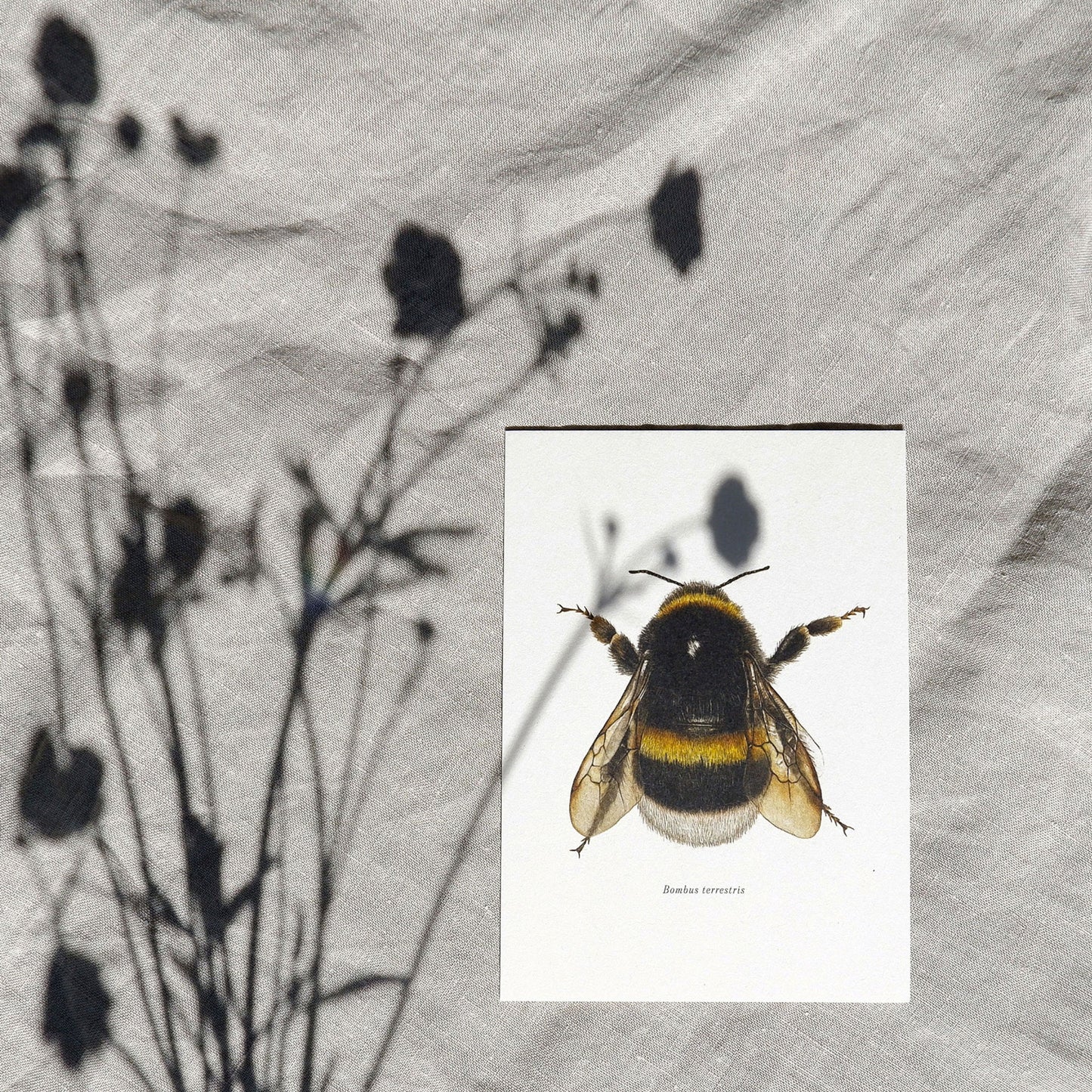 Aikona Illustration Grußkarte Hummel