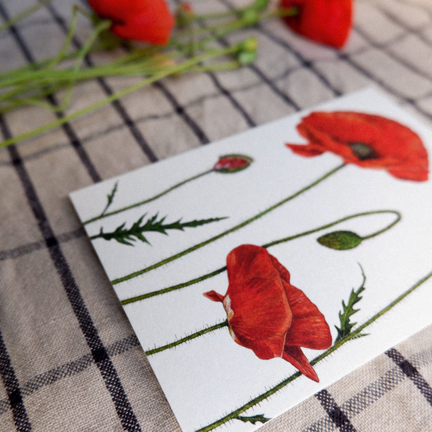 Aikona Illustration Grußkarte Mohnblüte