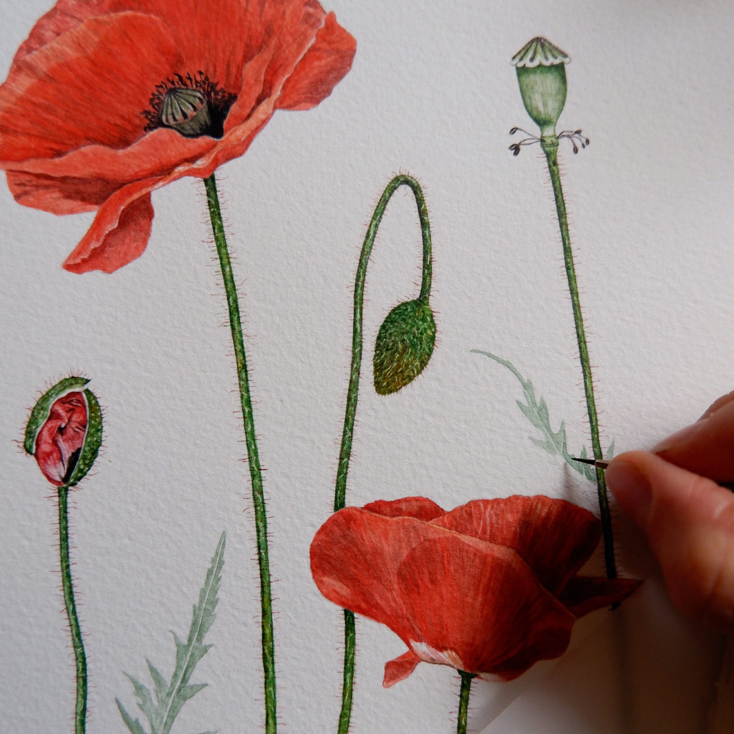 Aikona Illustration Grußkarte Mohnblüte