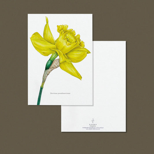 Aikona Illustration Grußkarte Osterglocke