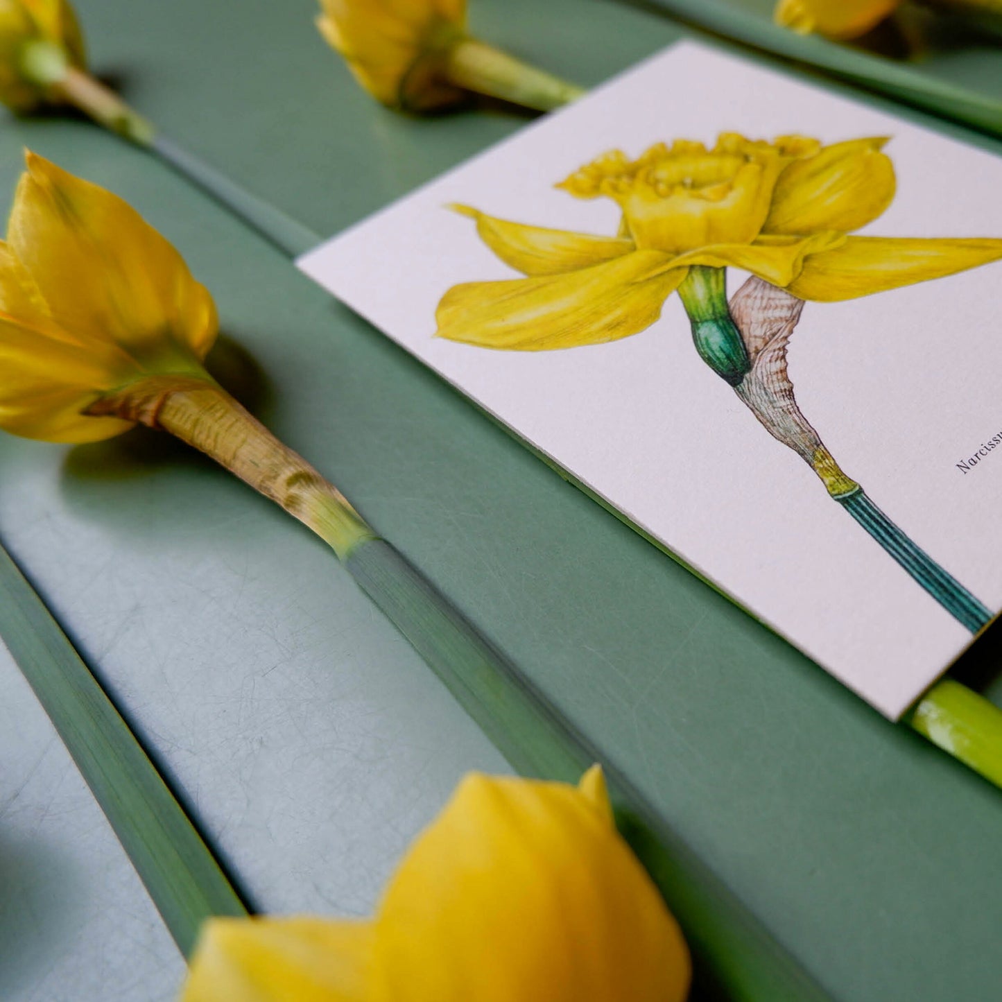 Aikona Illustration Grußkarte Osterglocke