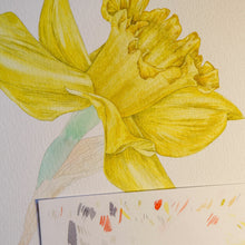 Lade das Bild in den Galerie-Viewer, Aikona Illustration Grußkarte Osterglocke
