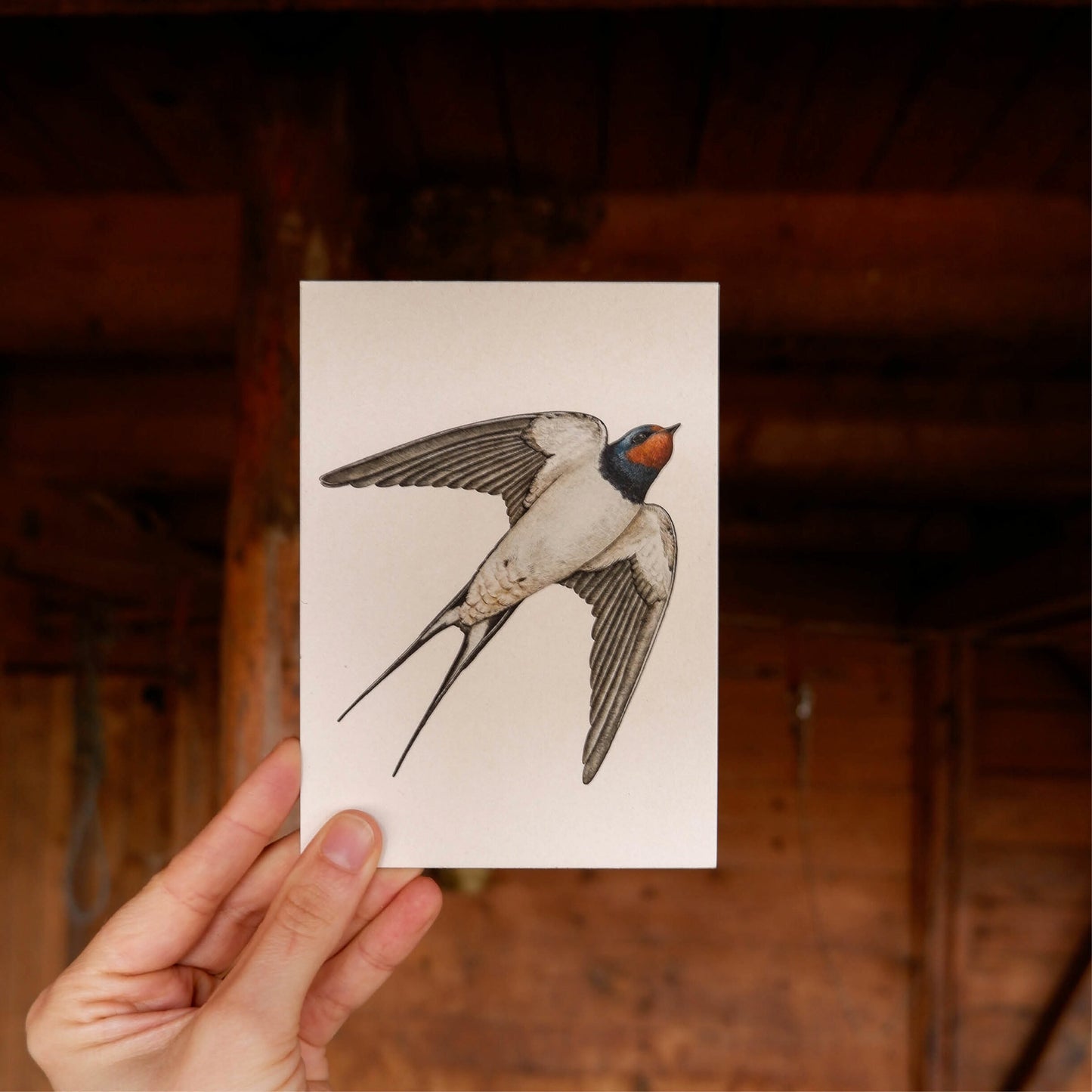 Aikona Illustration Grußkarte Rauchschwalbe