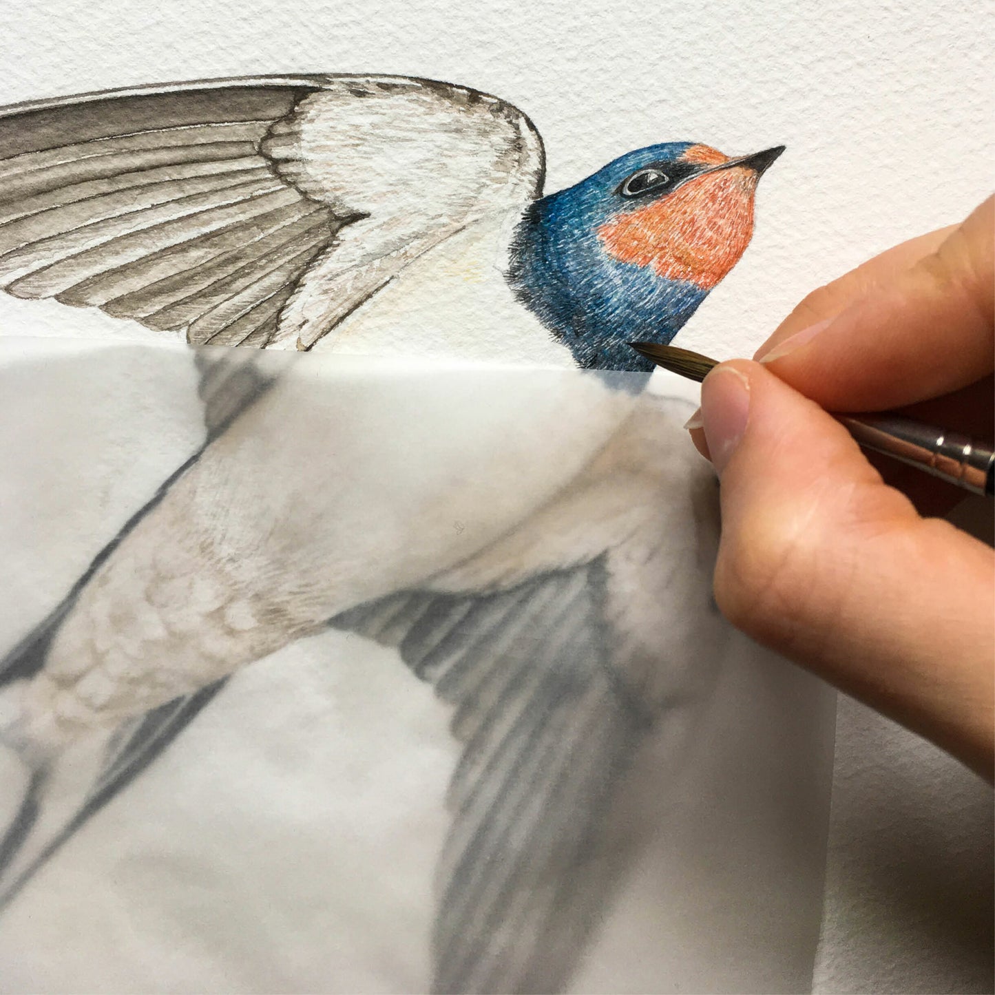 Aikona Illustration Grußkarte Rauchschwalbe