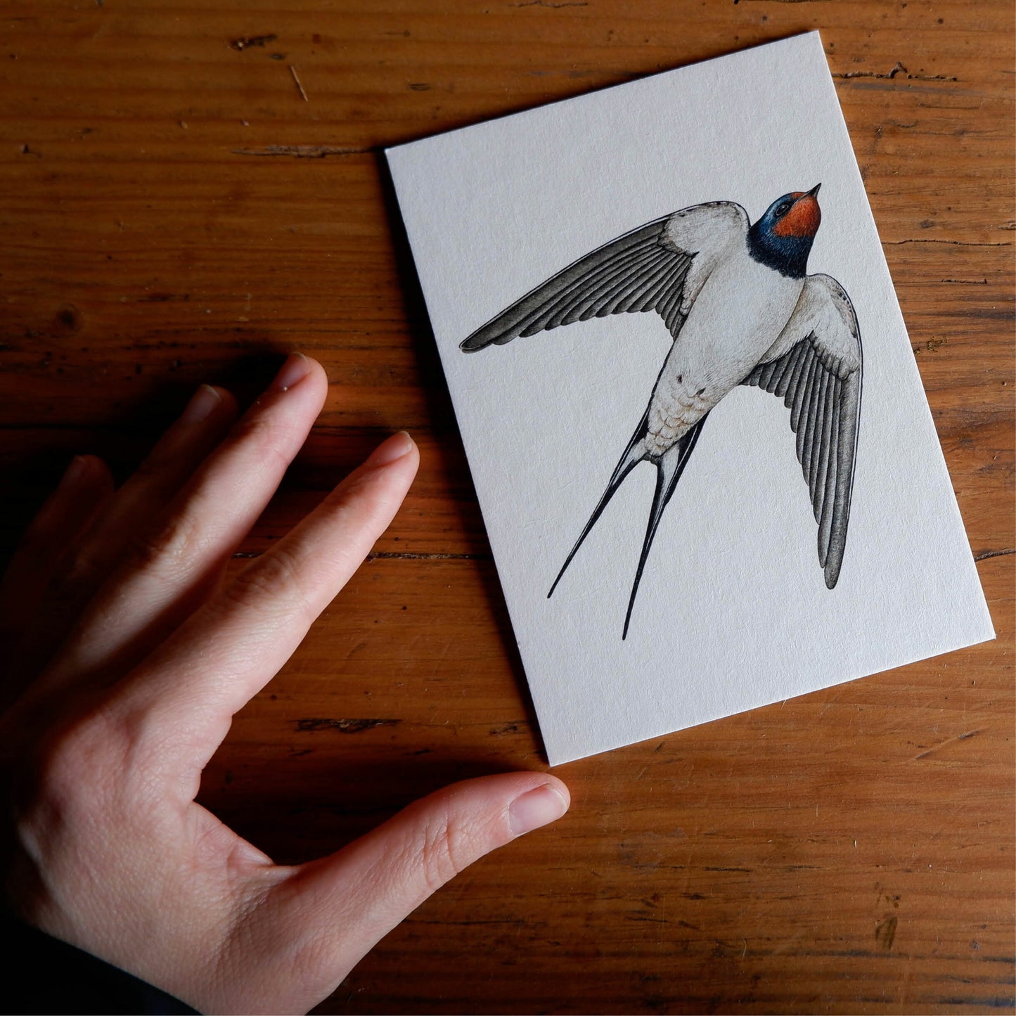 Aikona Illustration Grußkarte Rauchschwalbe