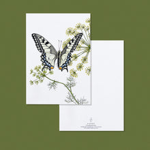 Lade das Bild in den Galerie-Viewer, Aikona Illustration Grußkarte Schwalbenschwanz
