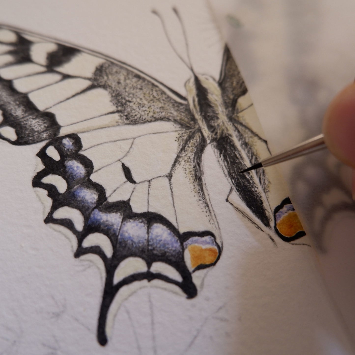 Aikona Illustration Grußkarte Schwalbenschwanz