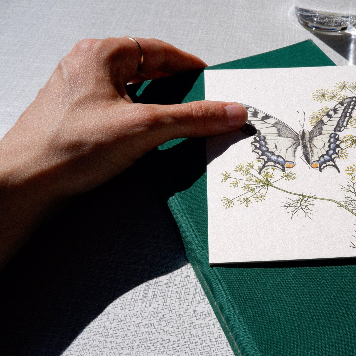 Aikona Illustration Grußkarte Schwalbenschwanz