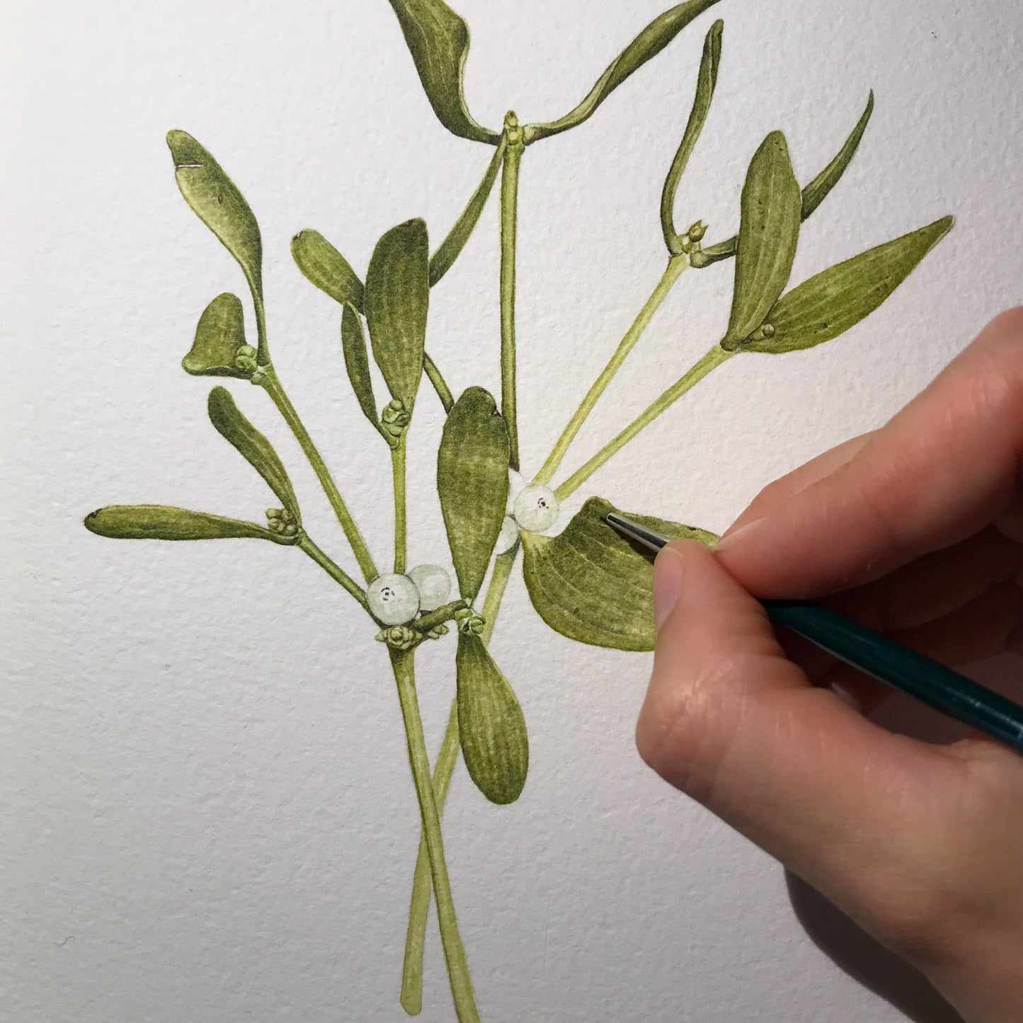 Aikona Illustration Grußkarte Mistelzweig