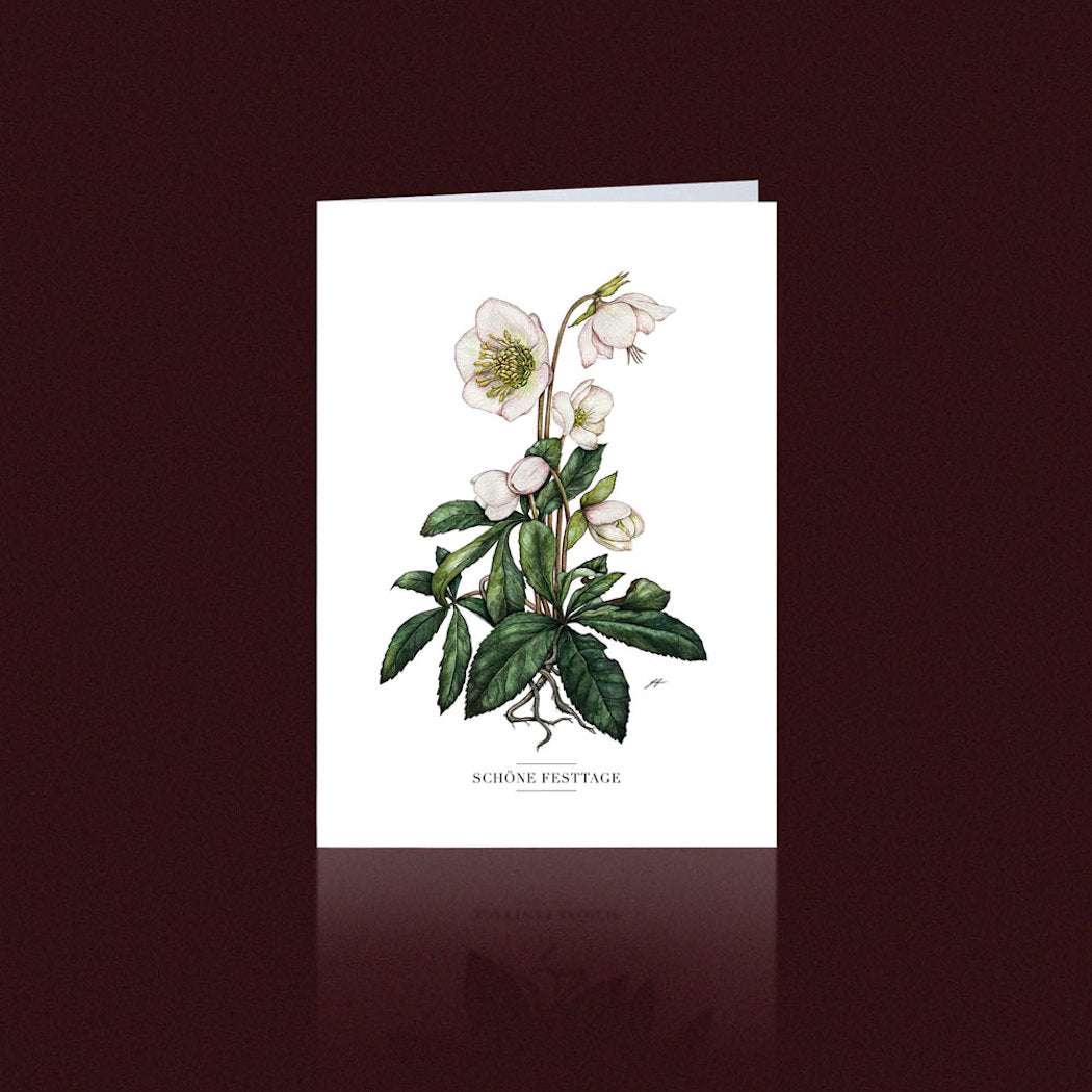 Aikona Illustration Klappkarte Christrose