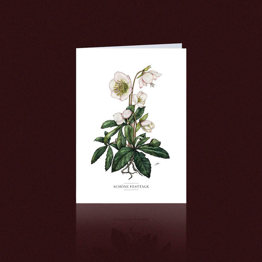 Aikona Illustration Klappkarte Christrose