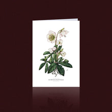 Lade das Bild in den Galerie-Viewer, Aikona Illustration Klappkarte Christrose
