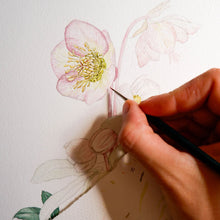 Lade das Bild in den Galerie-Viewer, Aikona Illustration Klappkarte Christrose
