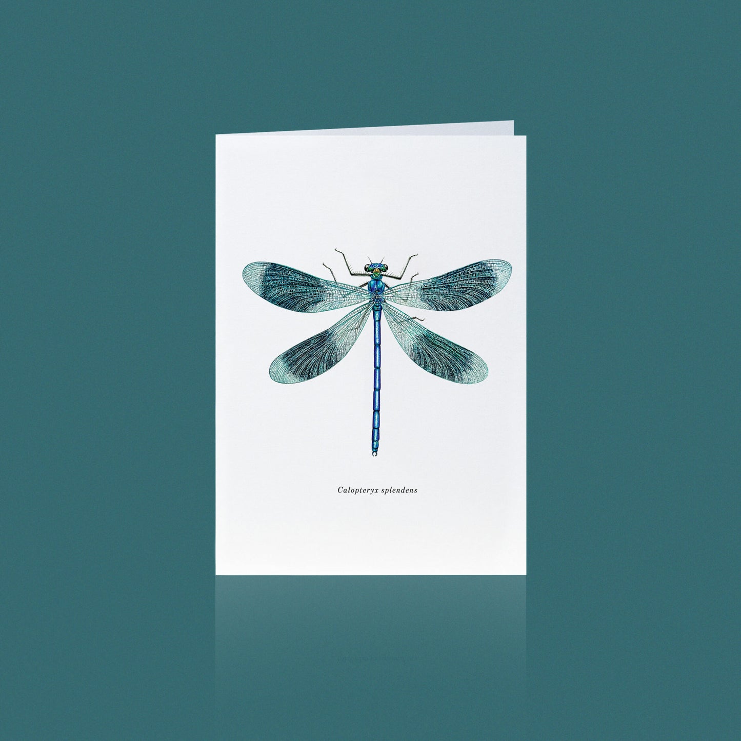 Aikona Illustration Klappkarte Libelle