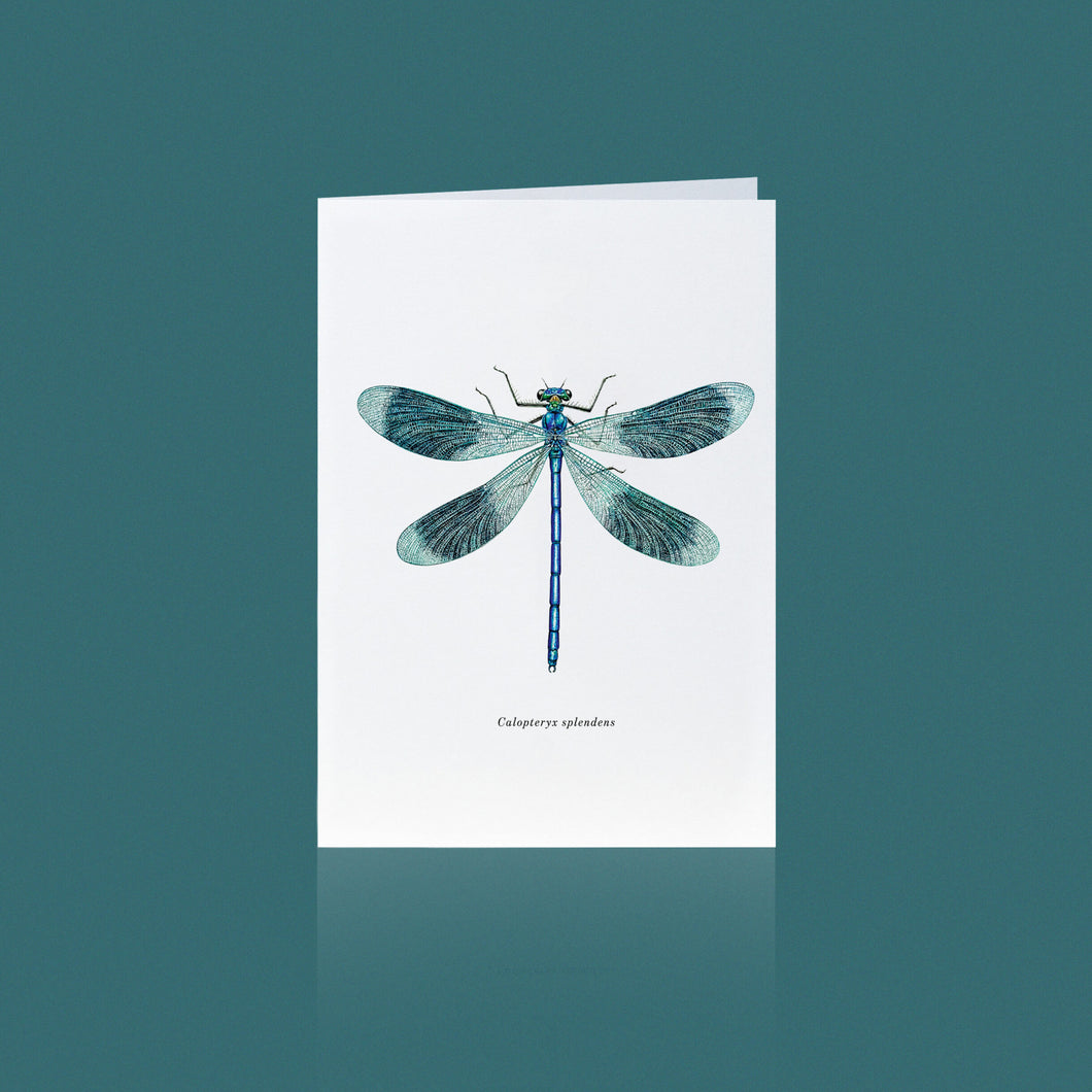 Aikona Illustration Klappkarte Libelle