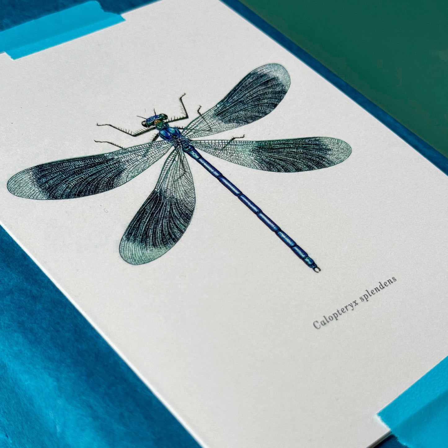 Aikona Illustration Klappkarte Libelle