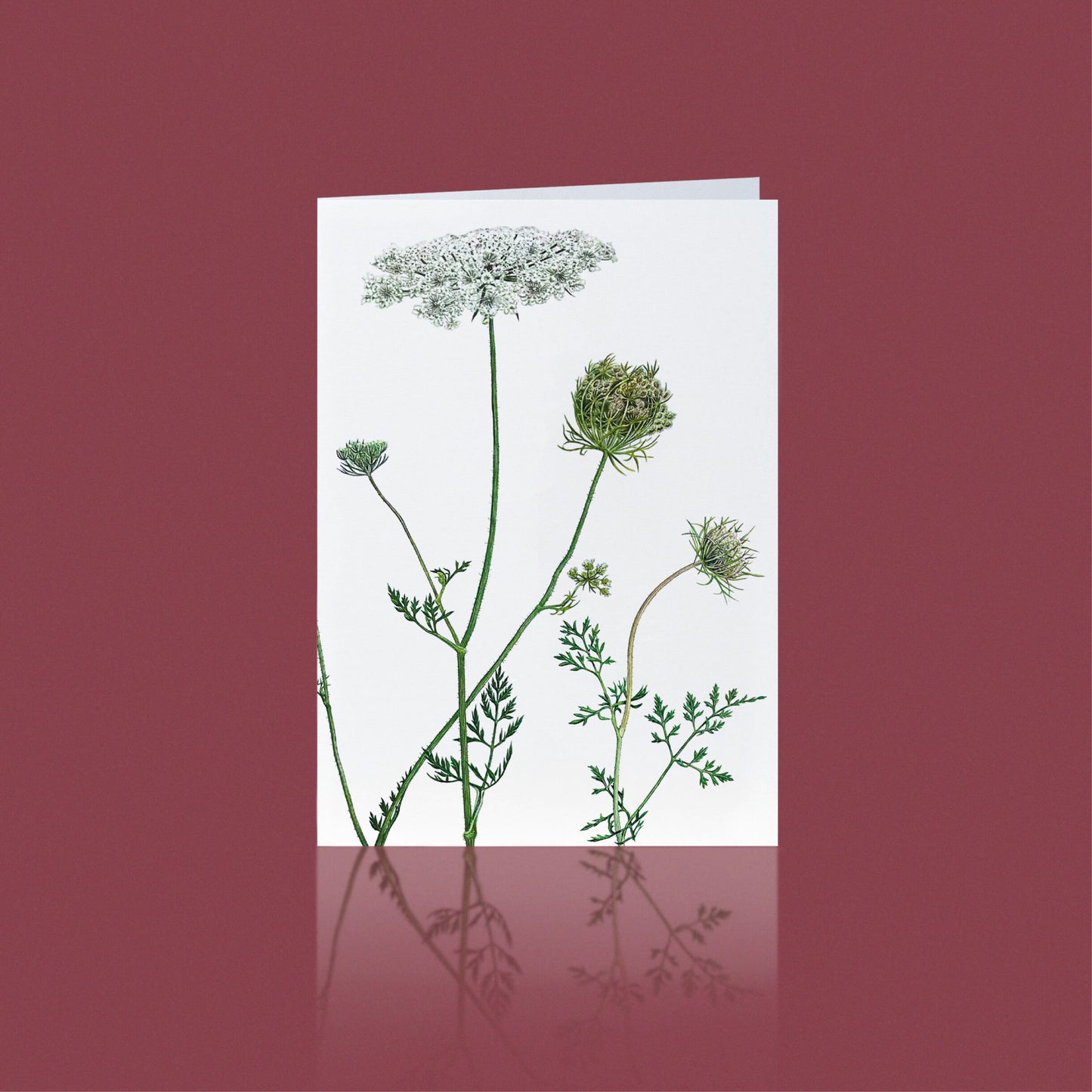 Aikona Illustration Klappkarte Wilde Möhre