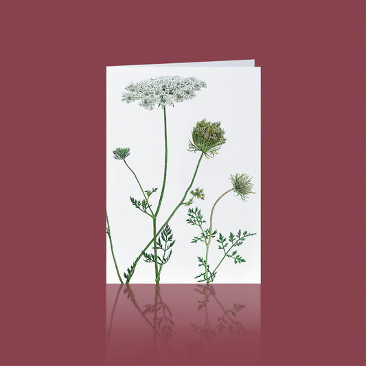 Aikona Illustration Klappkarte Wilde Möhre