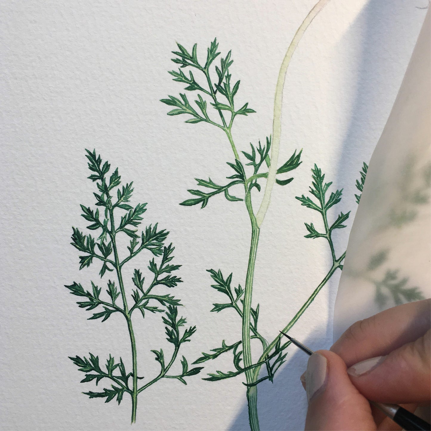 Aikona Illustration Klappkarte Wilde Möhre