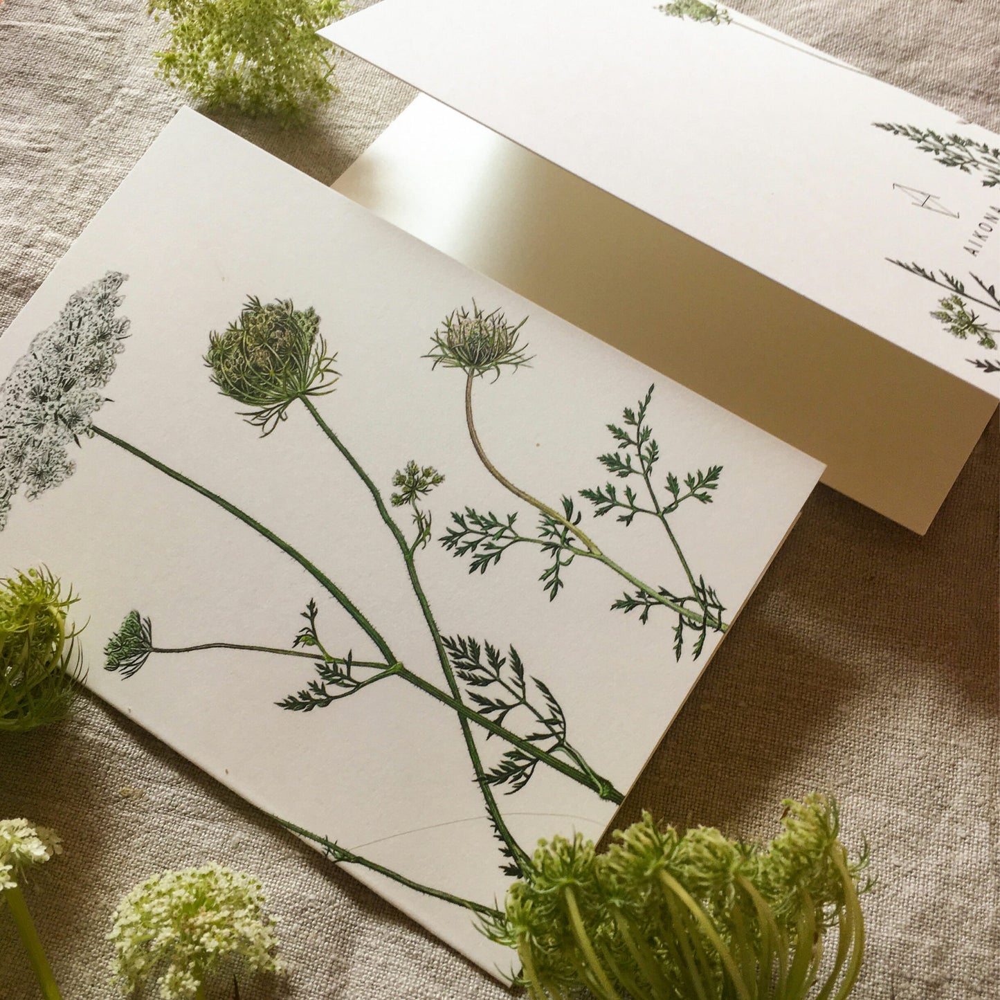 Aikona Illustration Klappkarte Wilde Möhre