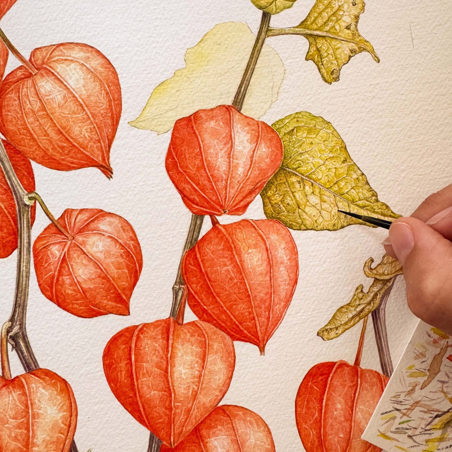 Aikona Illustration Klappkarte Lampionblume