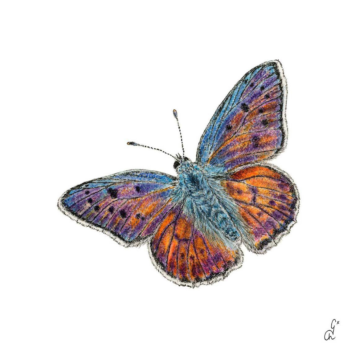ppd Papillon Lunch-Servietten 33x33 cm